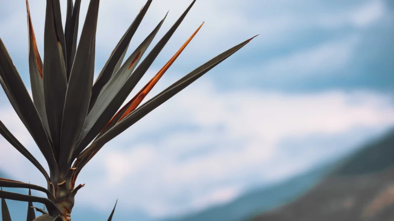 Yucca plant with lush evergreen leaves