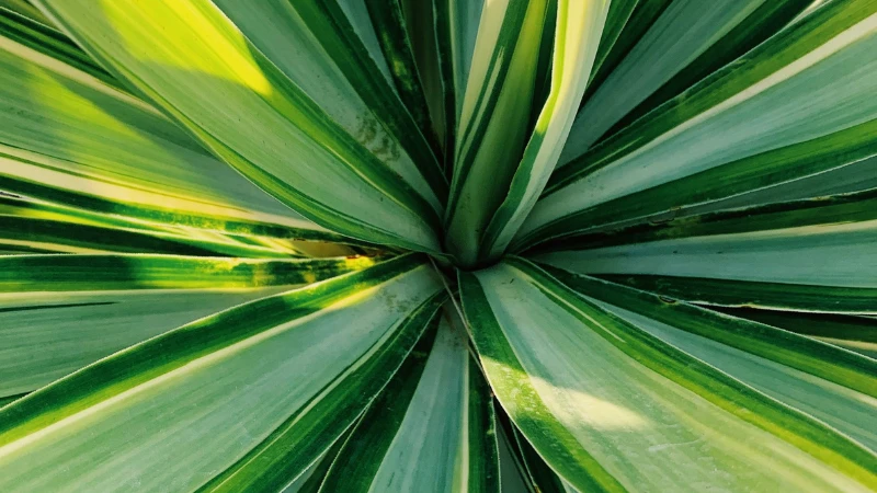 Yucca plant with long sword-shaped green leaves