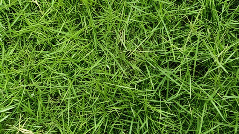 Zoysia Grass with dense green blades