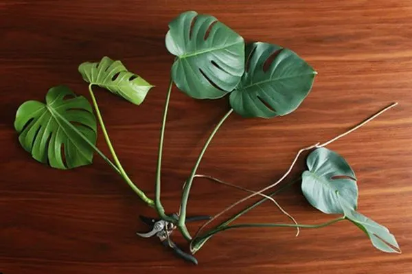 Healthy cutting with a node