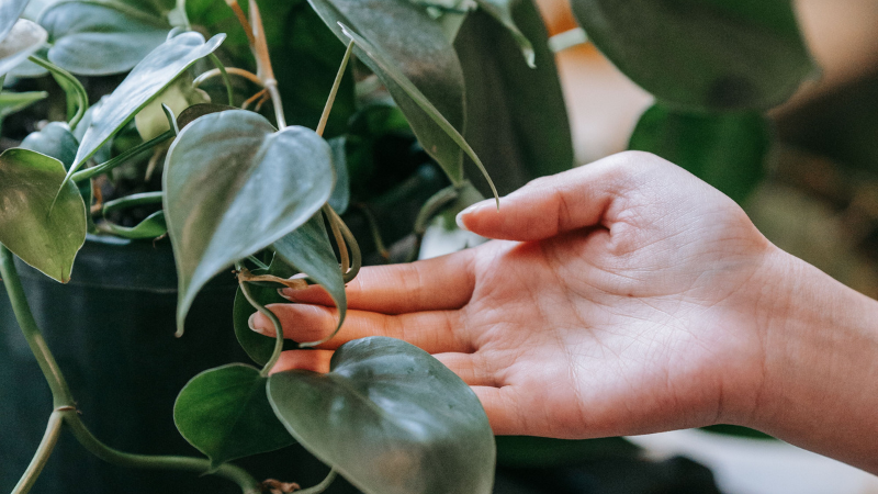 Healthy Heartleaf Philodendron climbing with rich green heart-shaped foliage