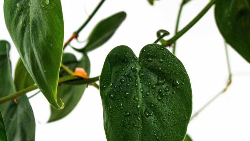 Close-up of glossy Heartleaf Philodendron foliage