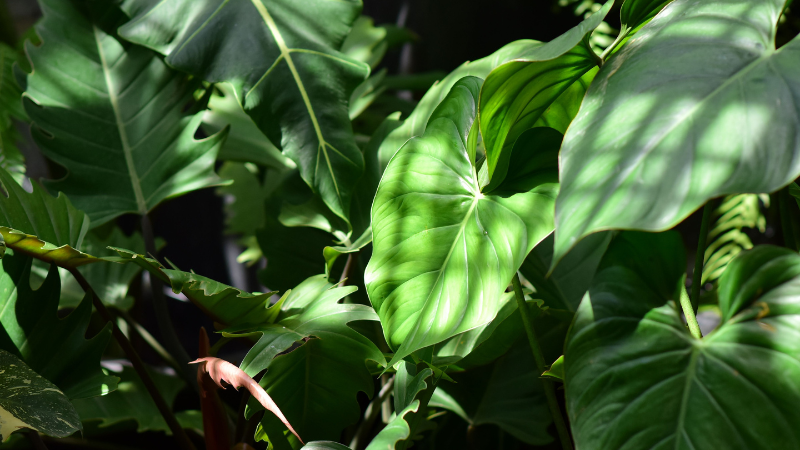 Compact Heartleaf Philodendron on an office desk