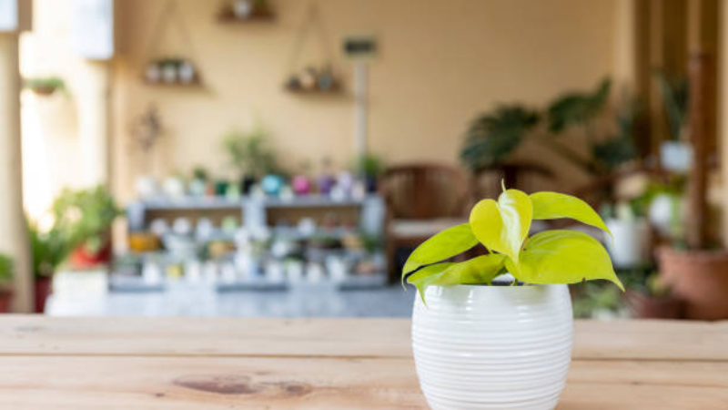 A healthy Heartleaf Philodendron enhancing home décor with its cascading vines and glossy heart-shaped leaves.