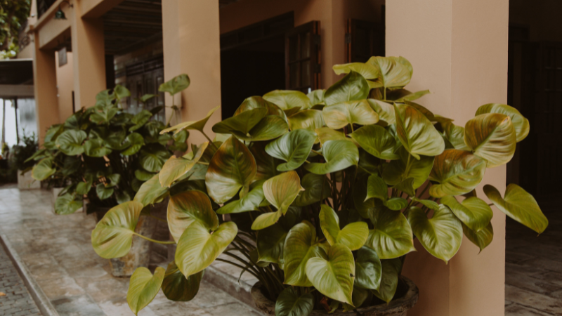 Hanging basket filled with Heartleaf Philodendron vines