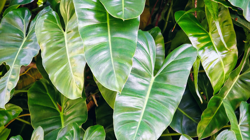 Heartleaf Philodendron with cascading heart-shaped green leaves in a hanging planter