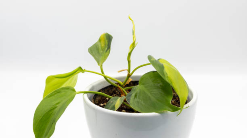 Indoor Heartleaf Philodendron with lush trailing vines