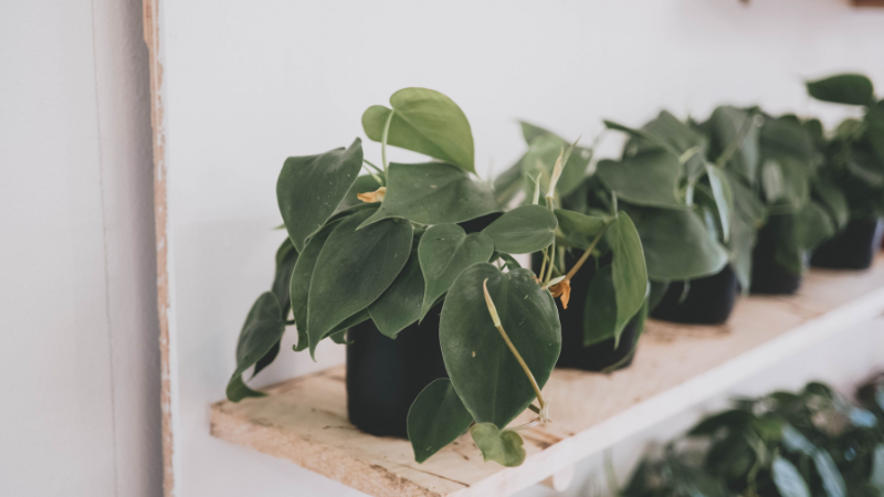 Heartleaf Philodendron with glossy heart-shaped green leaves in a stylish pot
