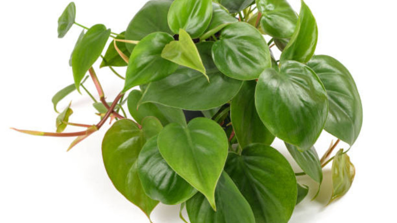 Heartleaf Philodendron decorating a modern indoor shelf