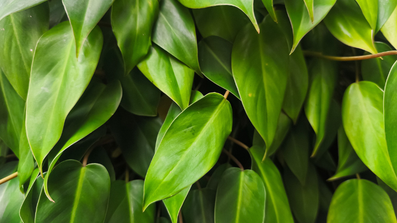 Trailing Heartleaf Philodendron with long cascading stems