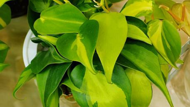Heartleaf Philodendron thriving in bright indirect light
