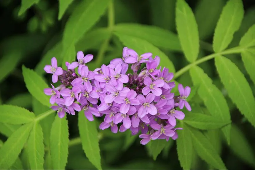 Heliotrope