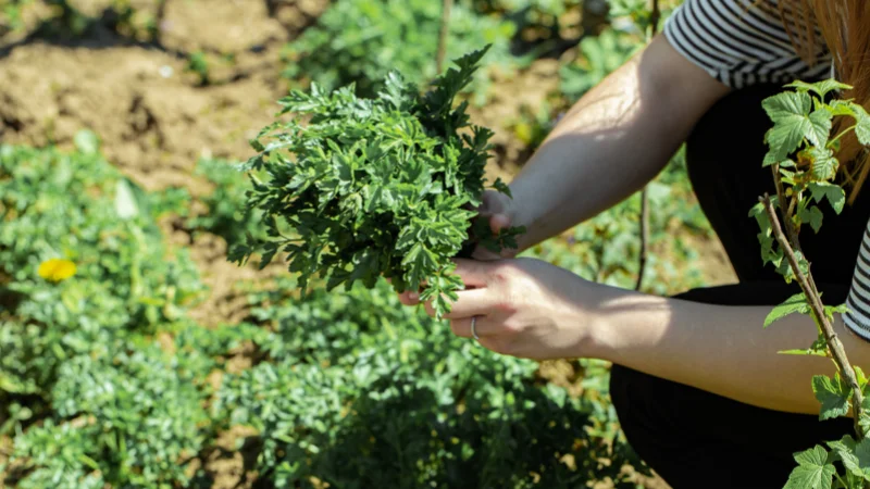 Scenic herb garden with diverse herbs