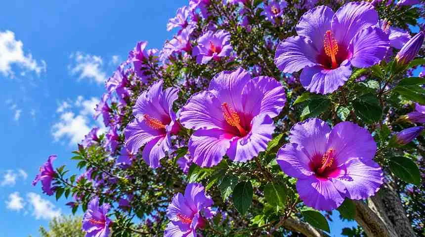 Hibiscus Tree