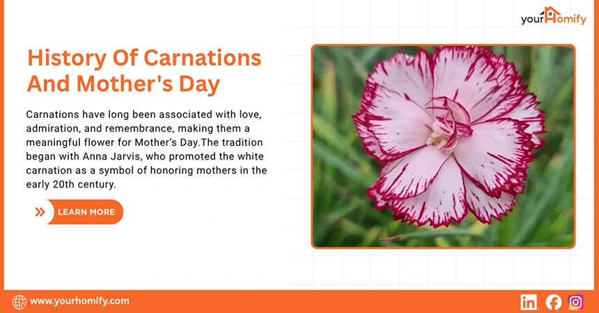 History Of Carnations And Mothers Day
