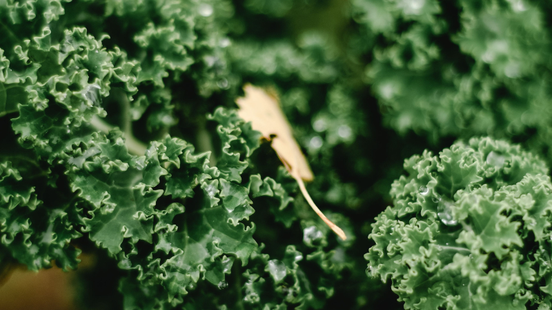 Homegrown Kale with vibrant edible leaves
