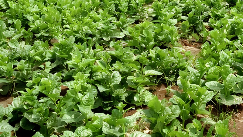 Homegrown Malabar Spinach in an edible garden