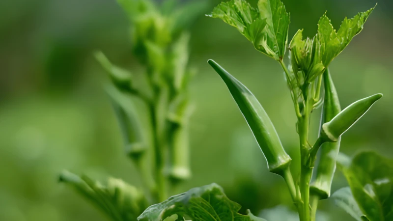 Homegrown Okra Plant with lush leafy growth