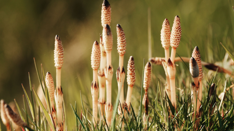 Horsetail Plant used as a garden border plant