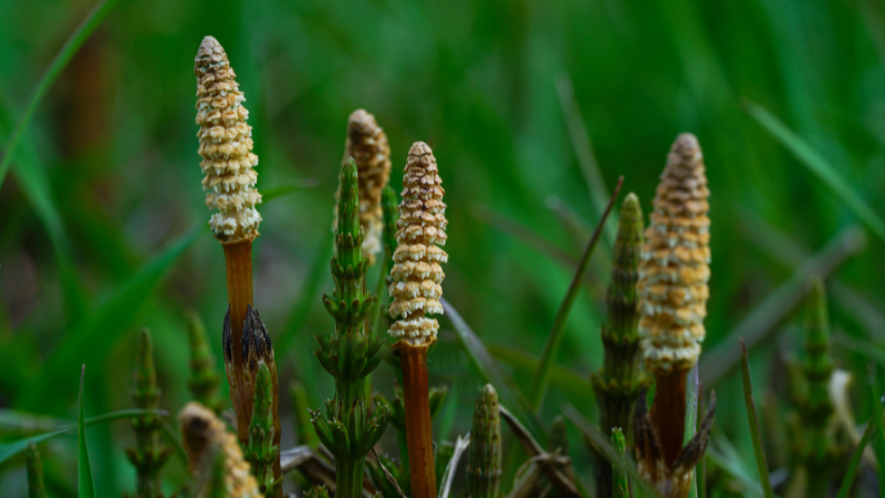 Close-up of Horsetail Plant segmented green stems