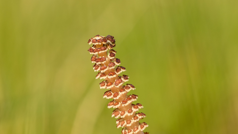 Ornamental Horsetail Plant growing in a landscaped garden
