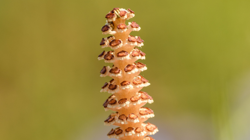 Vibrant Horsetail Plant with healthy green stems