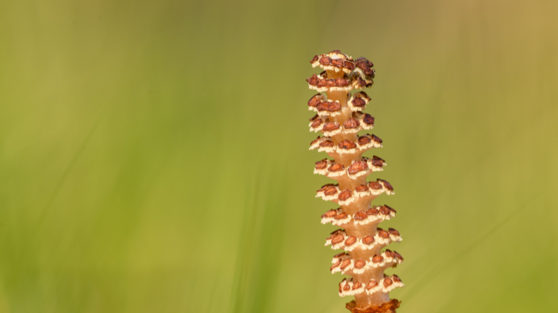 Horsetail Plant growing naturally in a wetland area