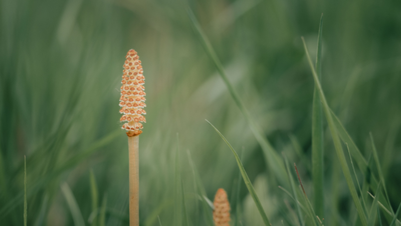 Horsetail Plant adding vertical interest to a landscape