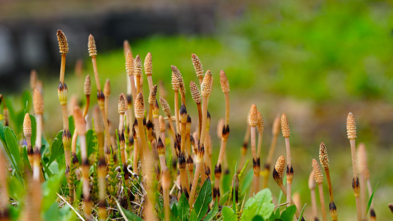 Healthy Horsetail Plant with tall segmented green stems