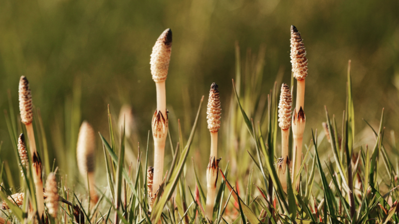 Horsetail Plant thriving beside a peaceful garden pond