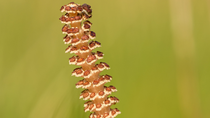 Horsetail Plant growing in a stylish outdoor container