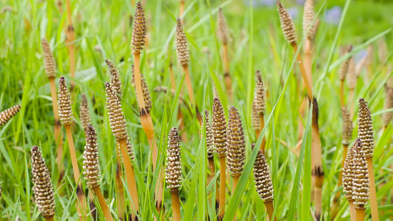 Horsetail Plant growing with tall green stems in a garden