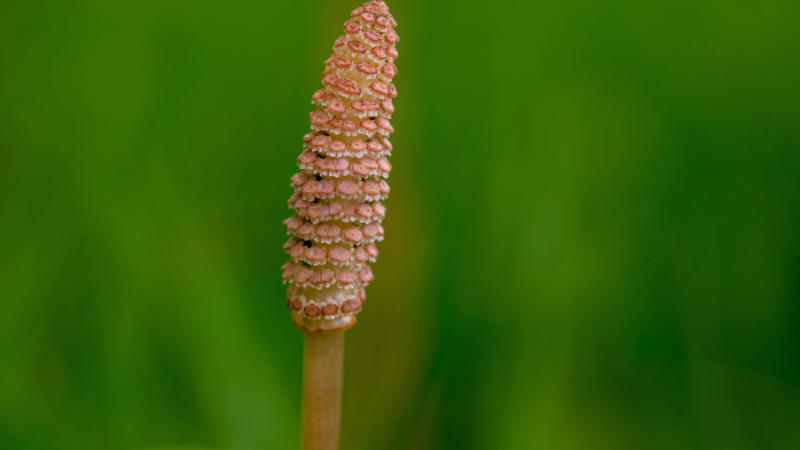 Horsetail Plant thriving in consistently moist ground