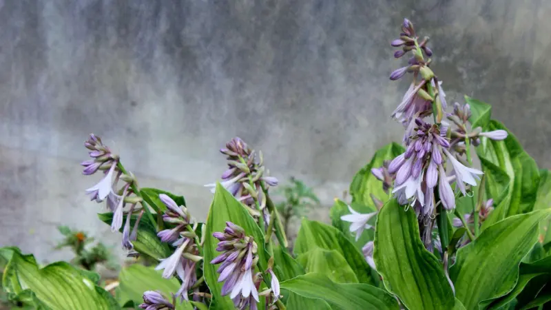 Pale purple Hosta flower spikes growing in front of a textured grey stone wall.