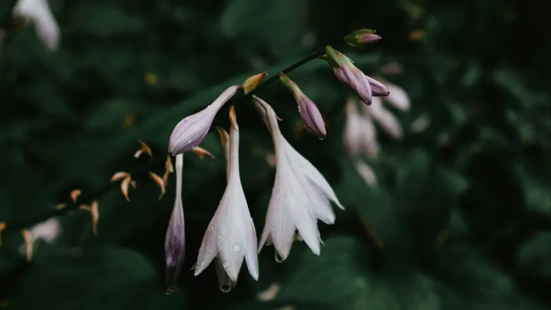 Pale pink and white Hosta flowers hanging downward against a dark green background.