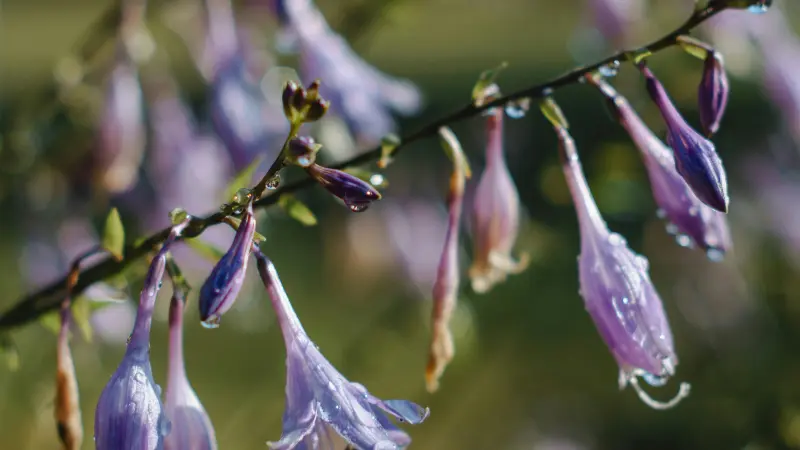 Purple Hosta flowers hanging from a stem with water droplets.