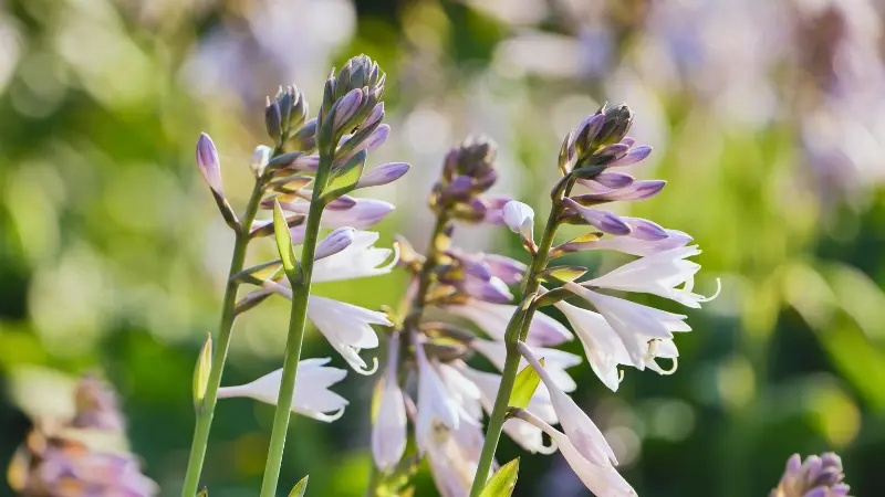 Multiple Hosta flower spikes with pale purple blooms backlit by sunlight.