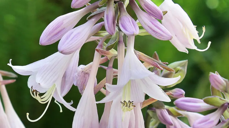 Cluster of pale pink and white Hosta flowers with purple veining.