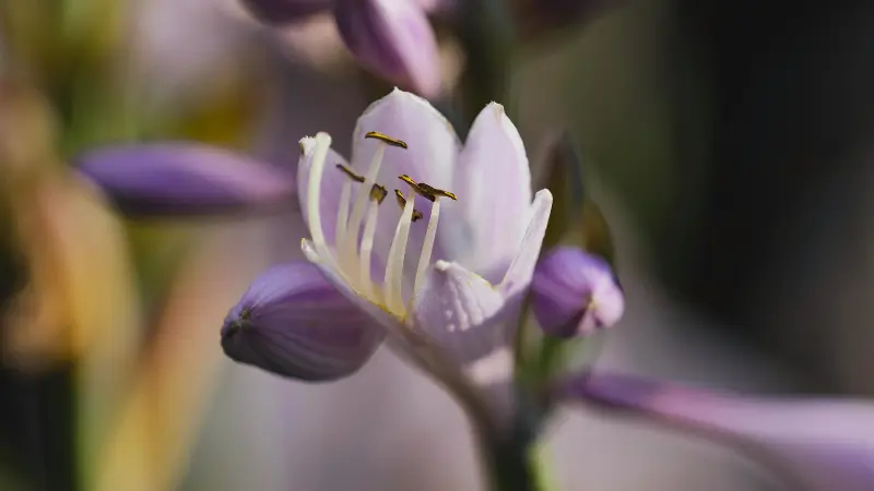 Macro shot of a white Hosta flower with purple-striped petals and yellow stamens.
