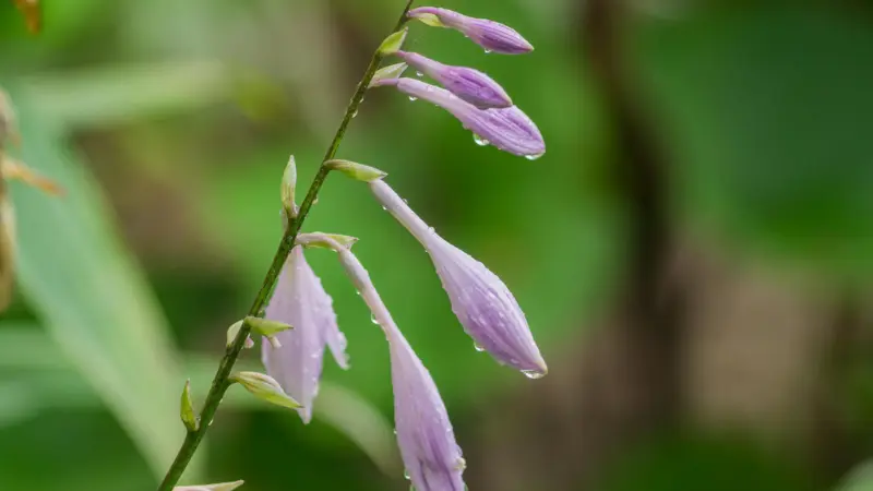Light purple Hosta flowers and buds on a single stem with water droplets.
