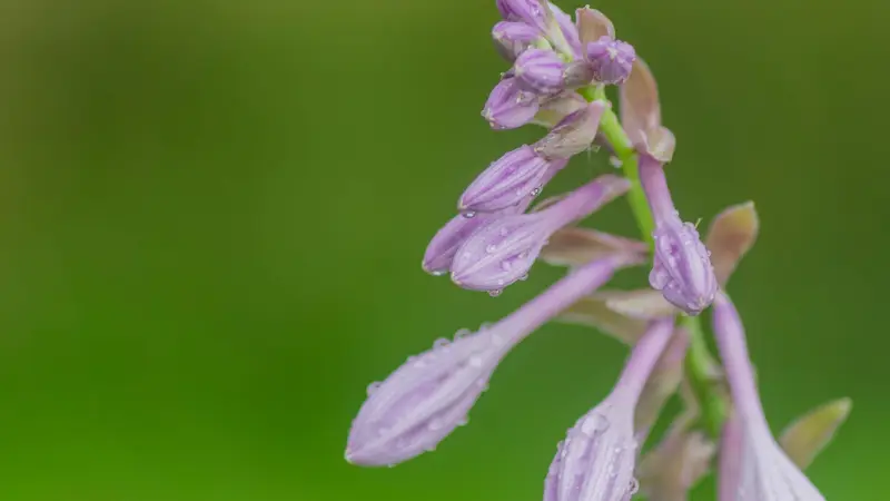 Close-up of light purple Hosta flower buds covered in water droplets.