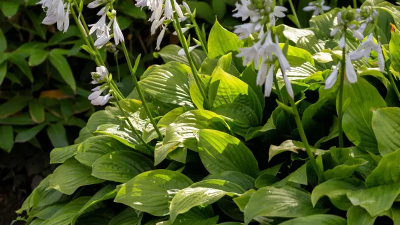 Variegated green Hosta leaves with white Hosta flowers blooming on tall stalks.