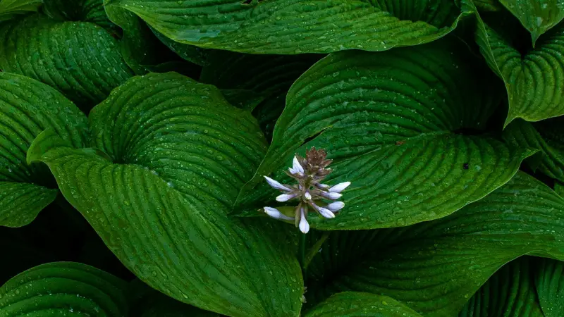 Top-down view of ribbed green Hosta leaves surrounding a small white and pink Hosta flower bud cluster.