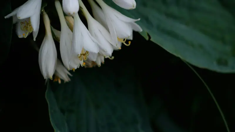 Close-up of white Hosta flowers with yellow stamens against dark green leaves.
