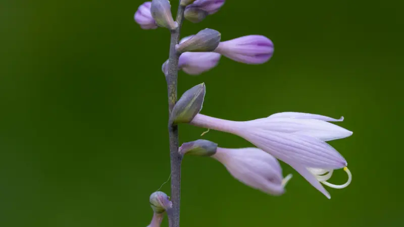 Stem of pale purple and white Hosta flowers and buds against a solid green background.