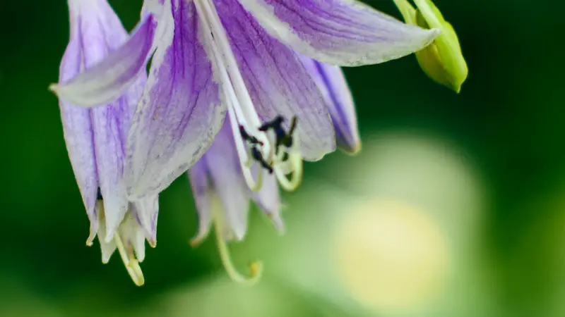 Close-up of a purple Hosta flower with dark stamens against a soft green-yellow background.
