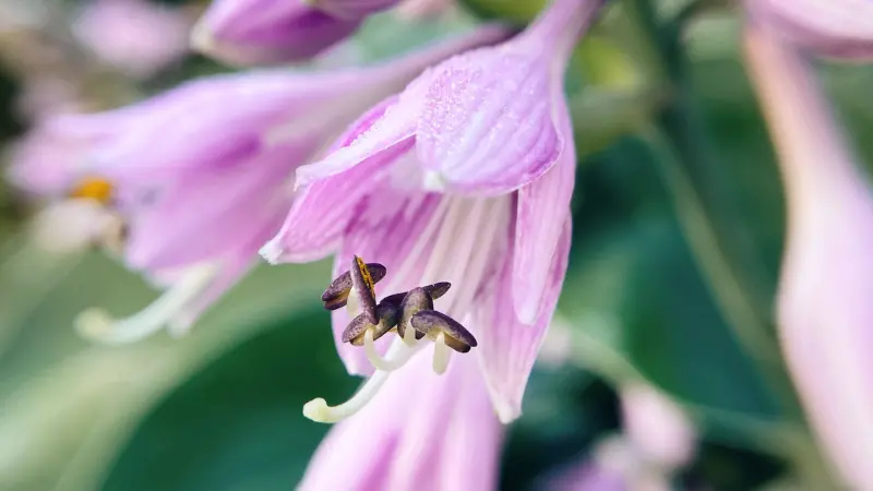 Extreme close-up of a purple-striped Hosta flower showing dark anthers and stamens.