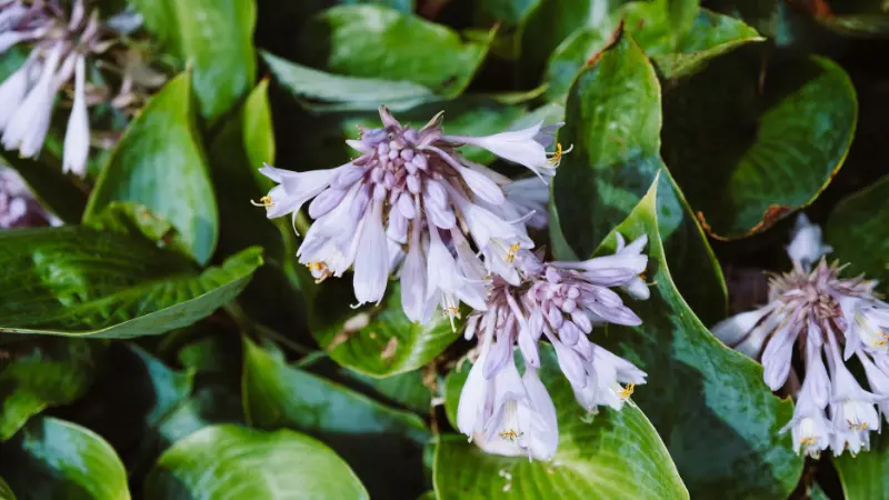 Cluster of pale purple Hosta flowers with curled stamens above broad green leaves.