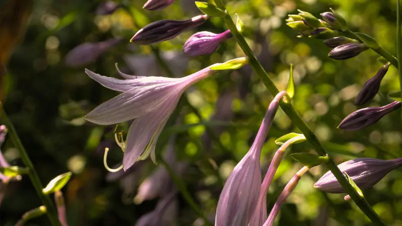 Light purple Hosta flower with curled stamens in backlit sunlight.