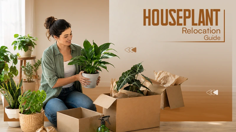 Houseplant Relocation Guide